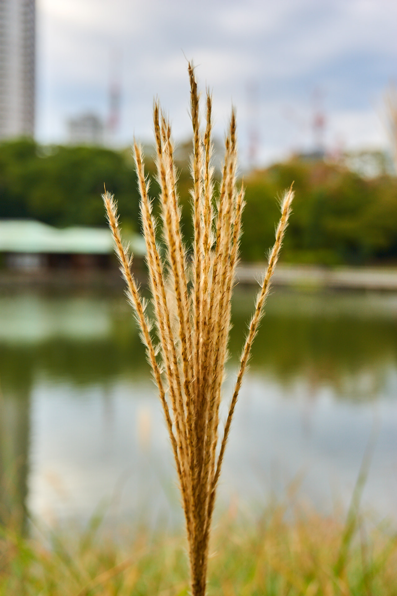 Hamarikyu Garden #1