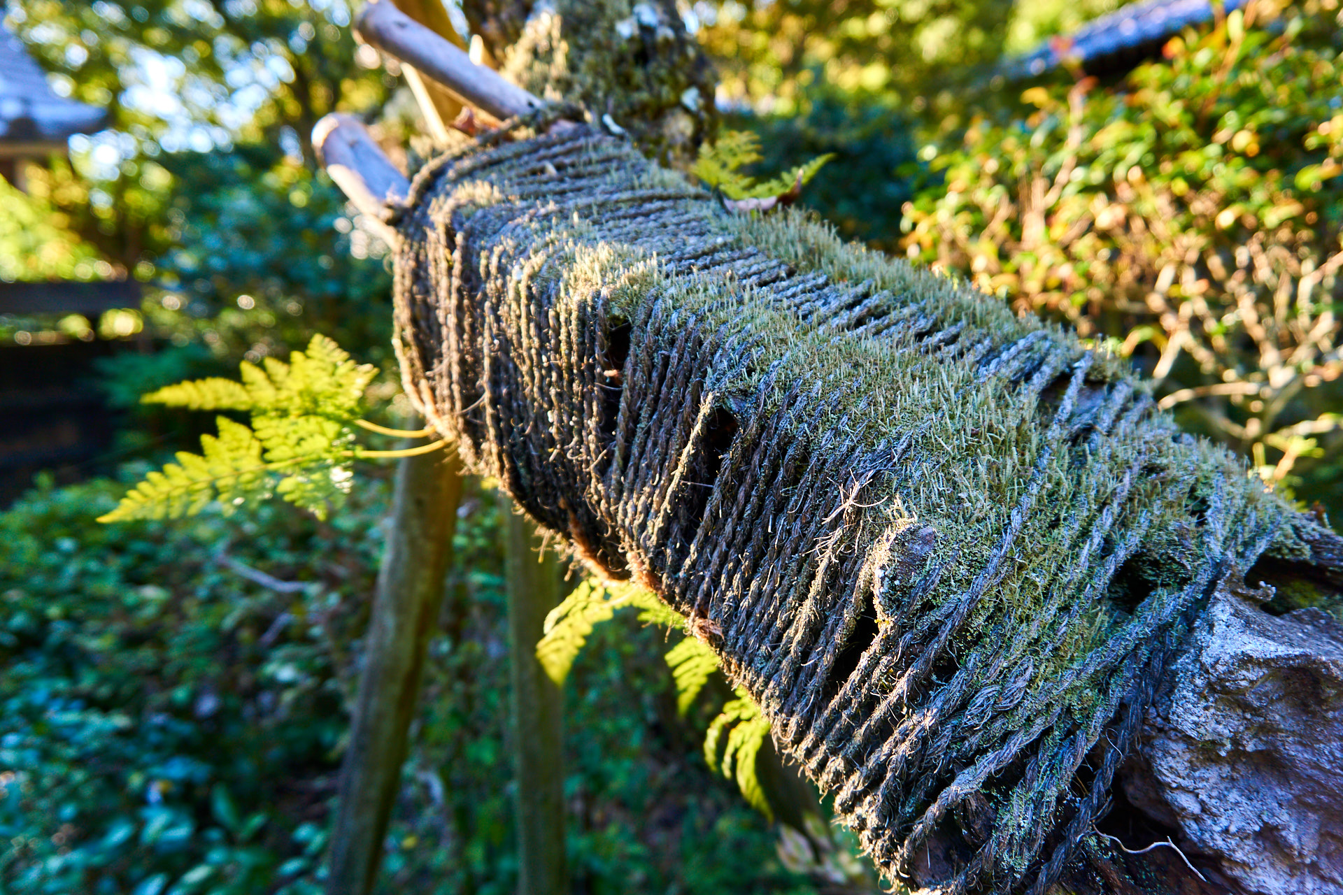 Stabilisierung eines Baumes bei Kamakura