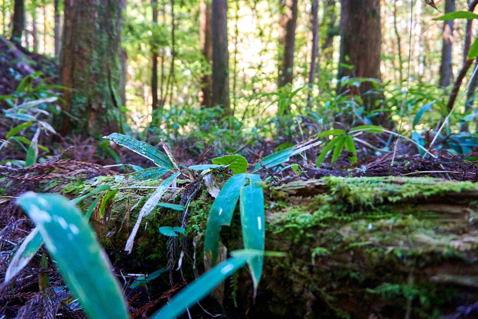 Wanderung zwischen Magome und Tsumago