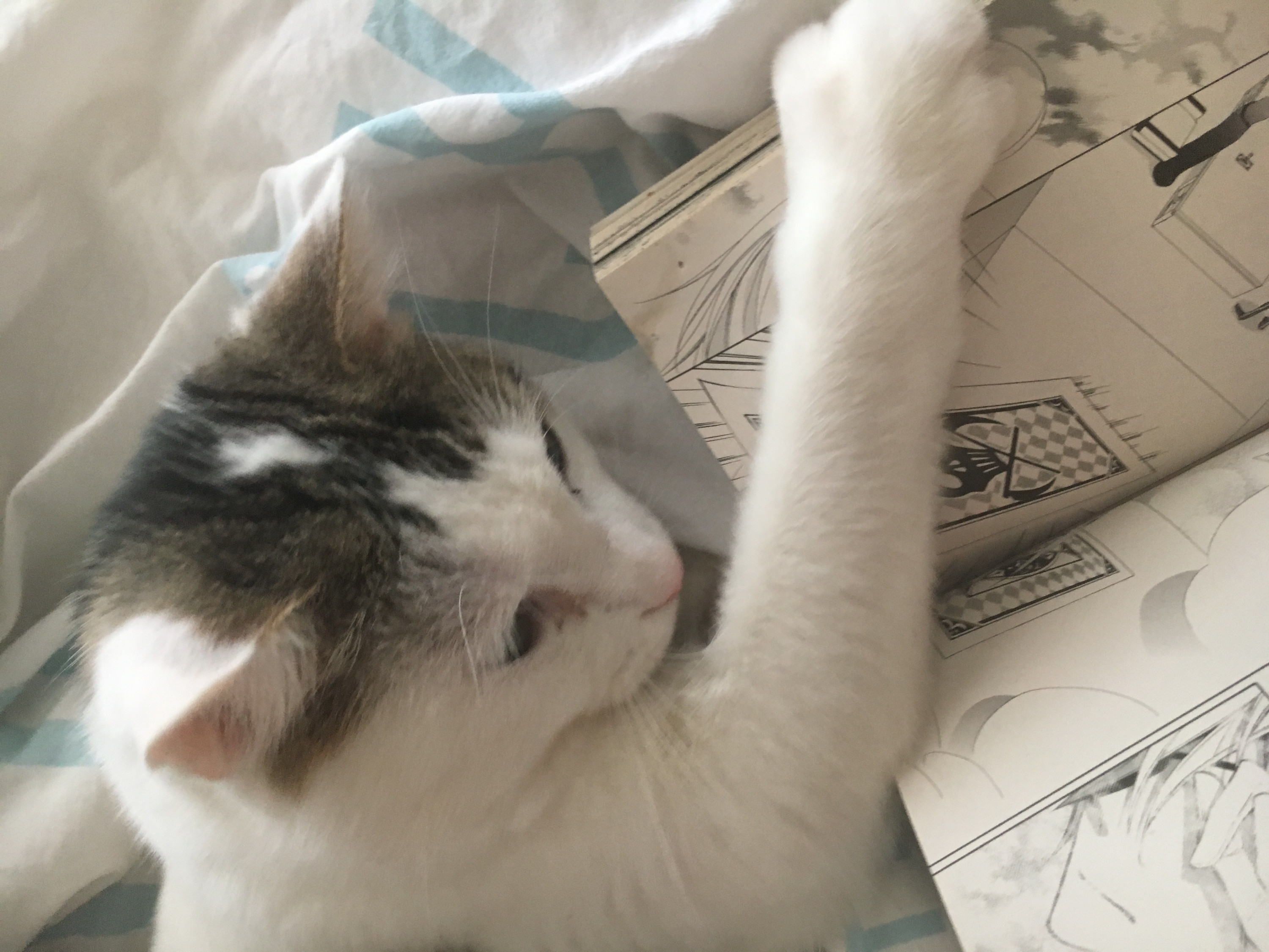 Mein Kater beim Manga lesen Teil2