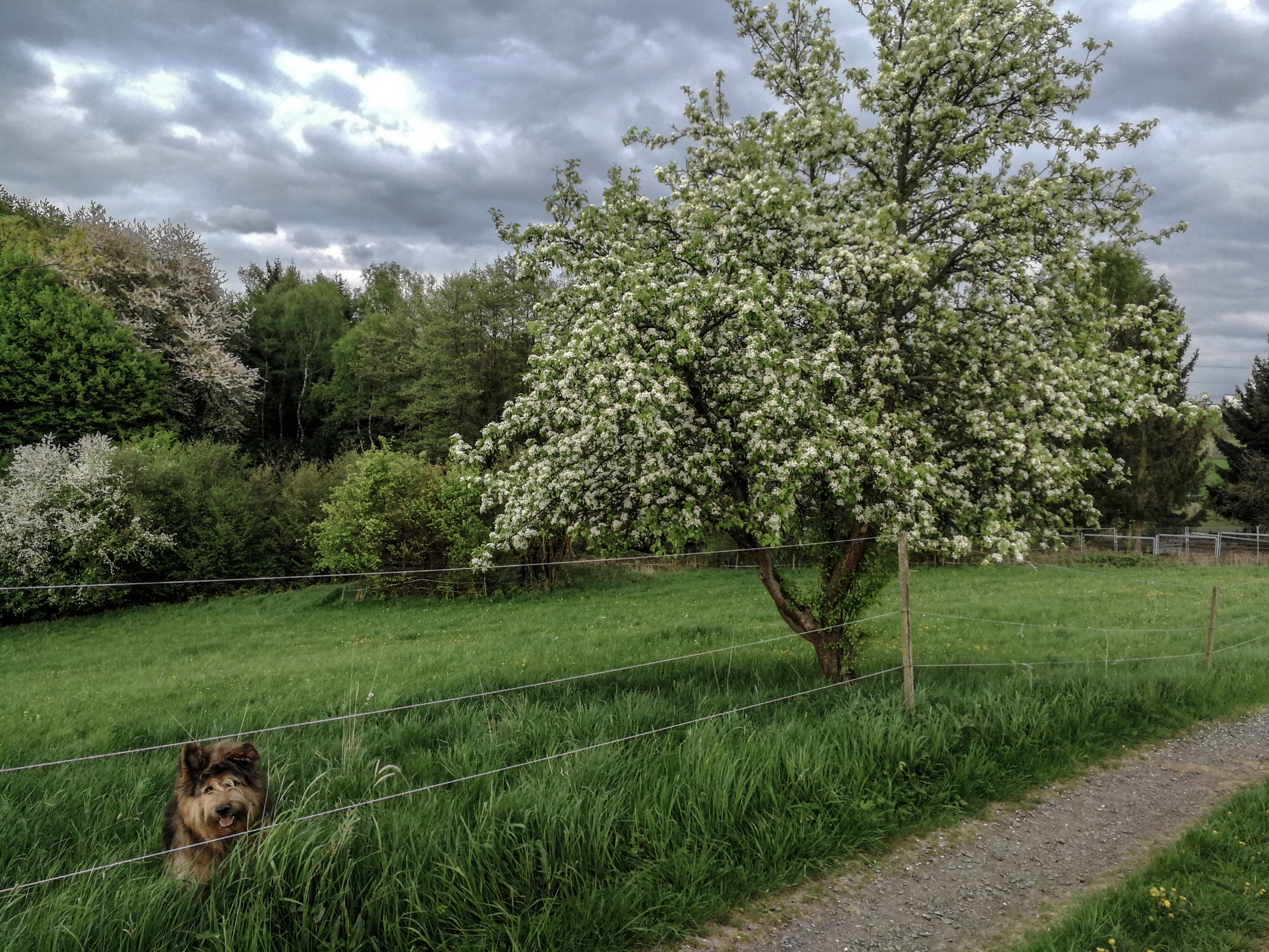 Baum (+ Hund)