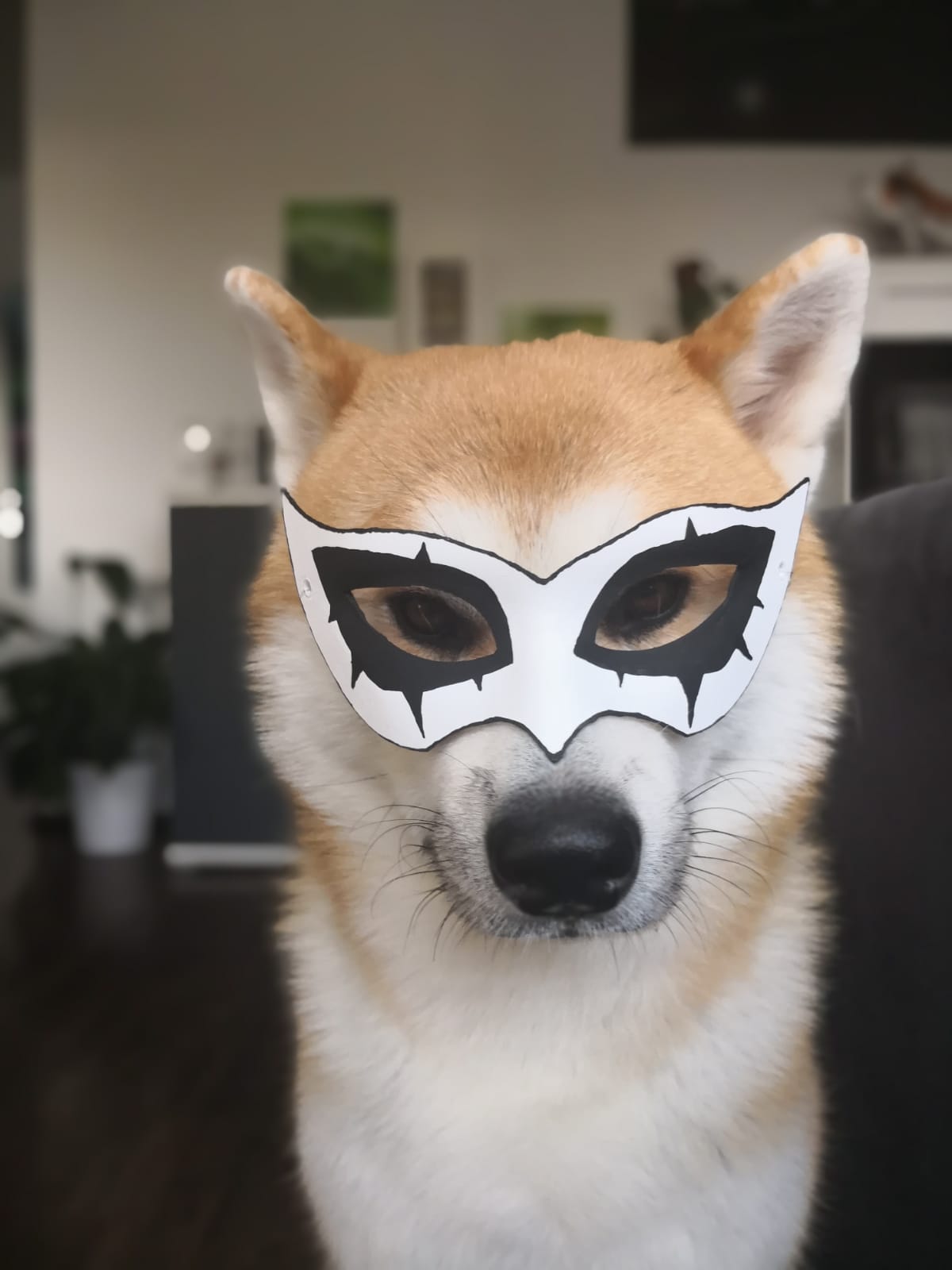 Persona 5 Doggo