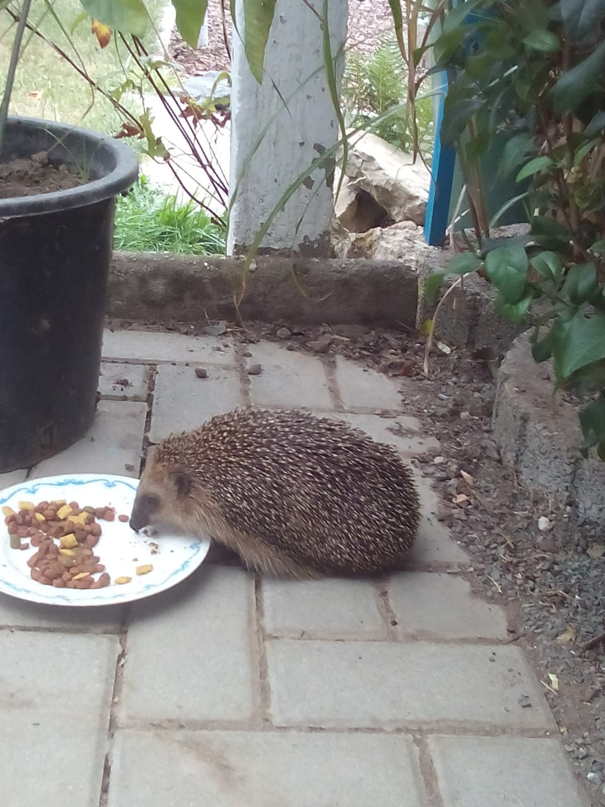 Igel im Garten