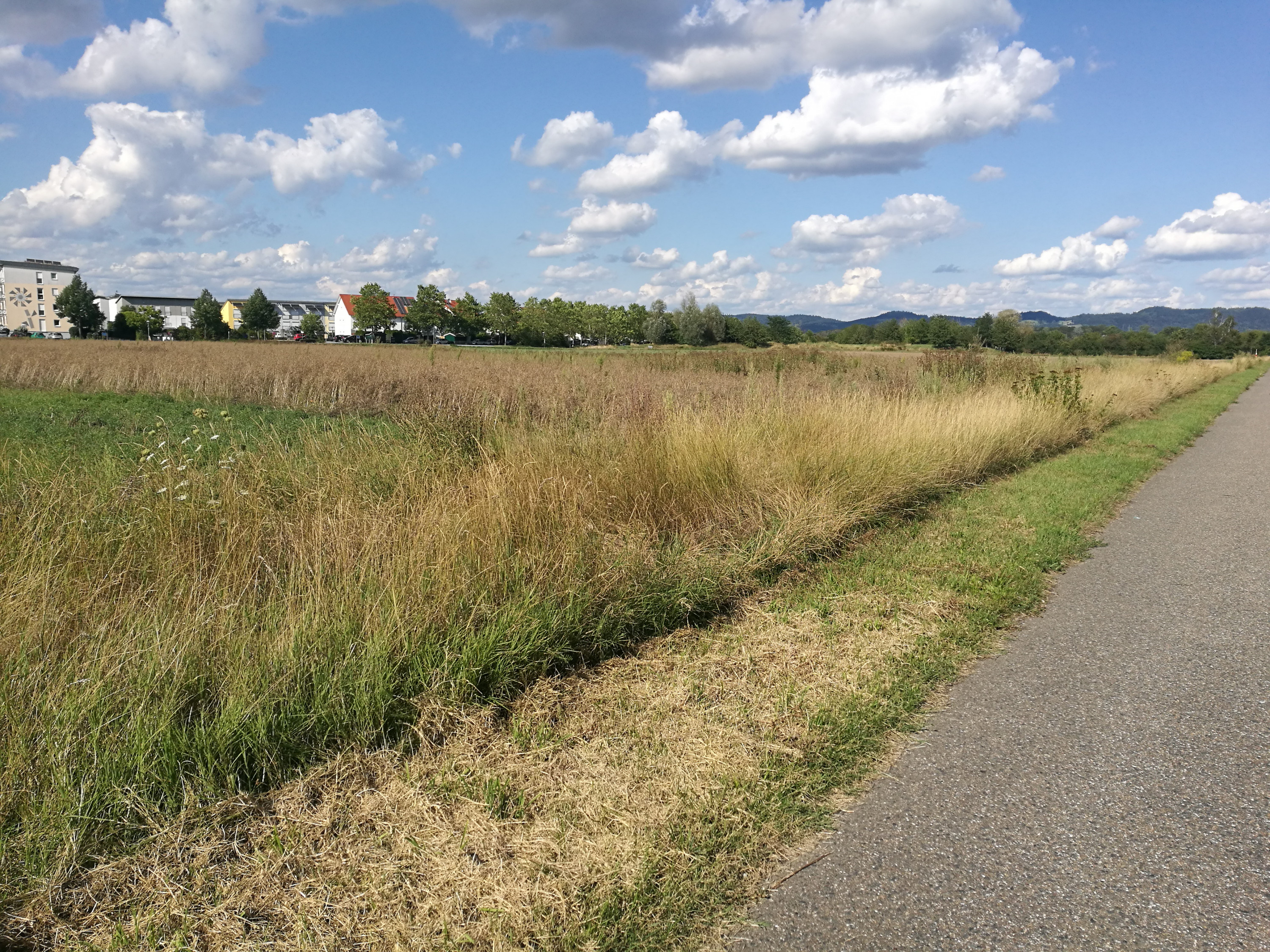 Jogging Route- Feld