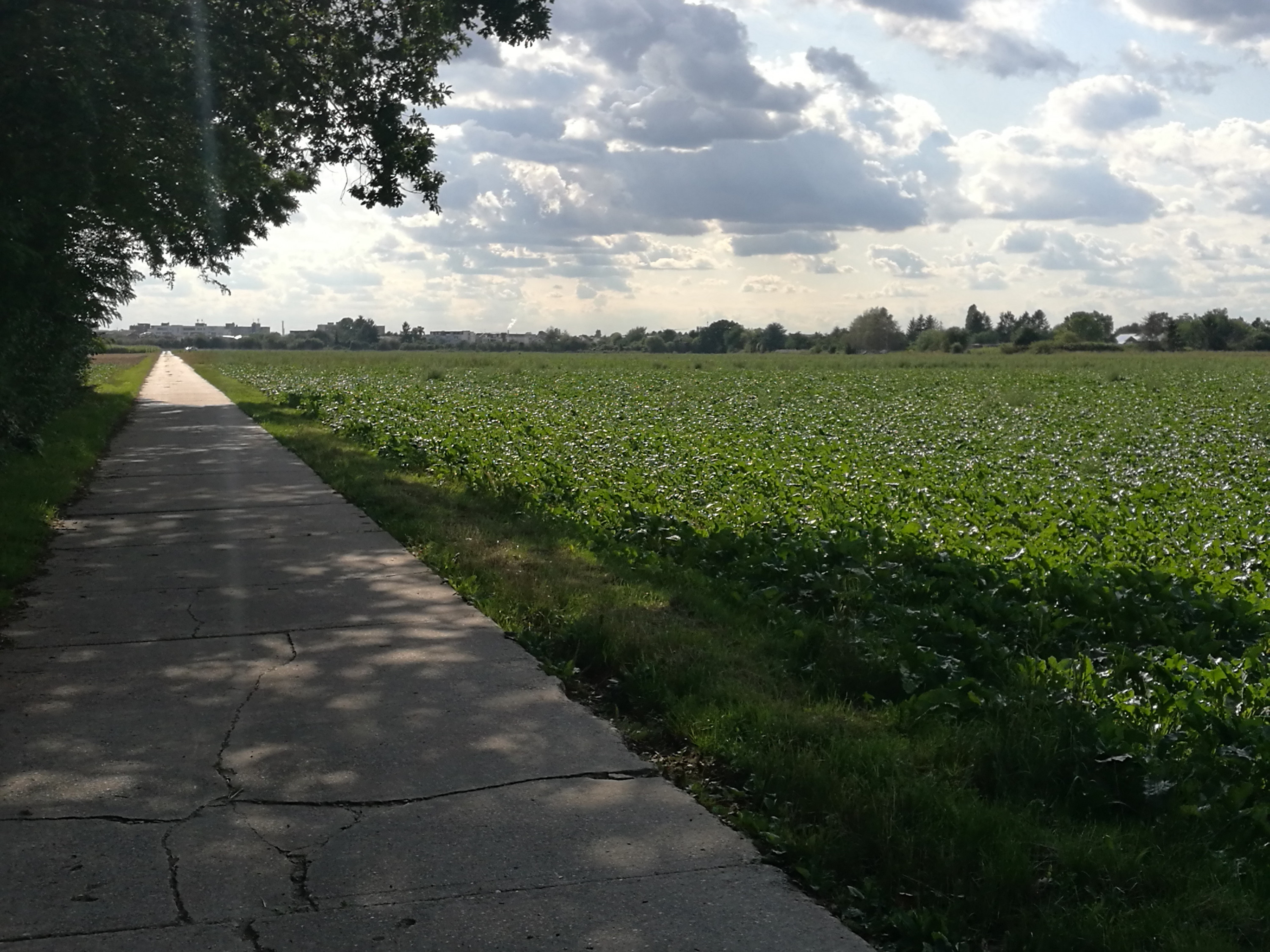 Mitten durch die Felder auf dem Rückweg