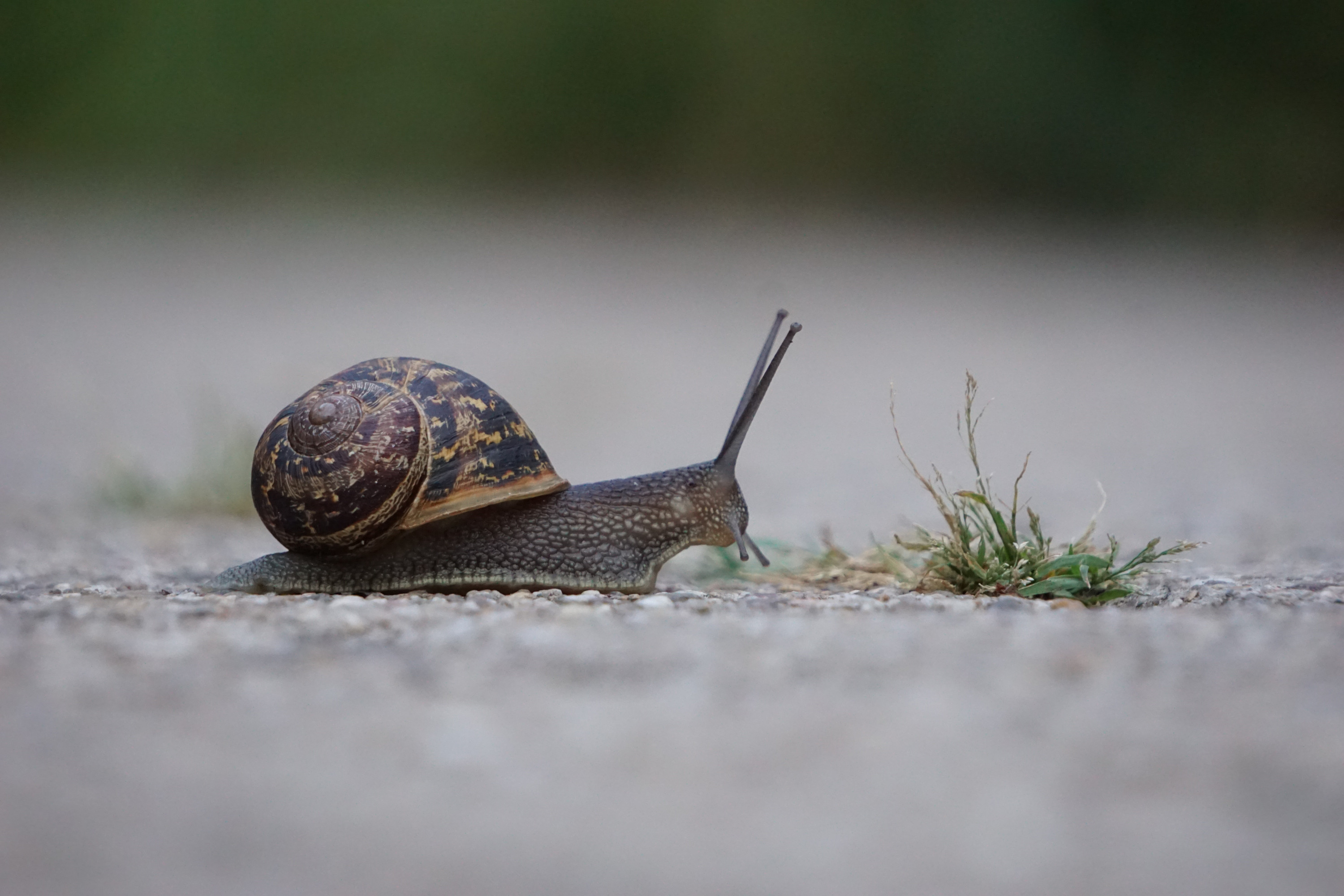 Kleine Schnecke im Luisenpark