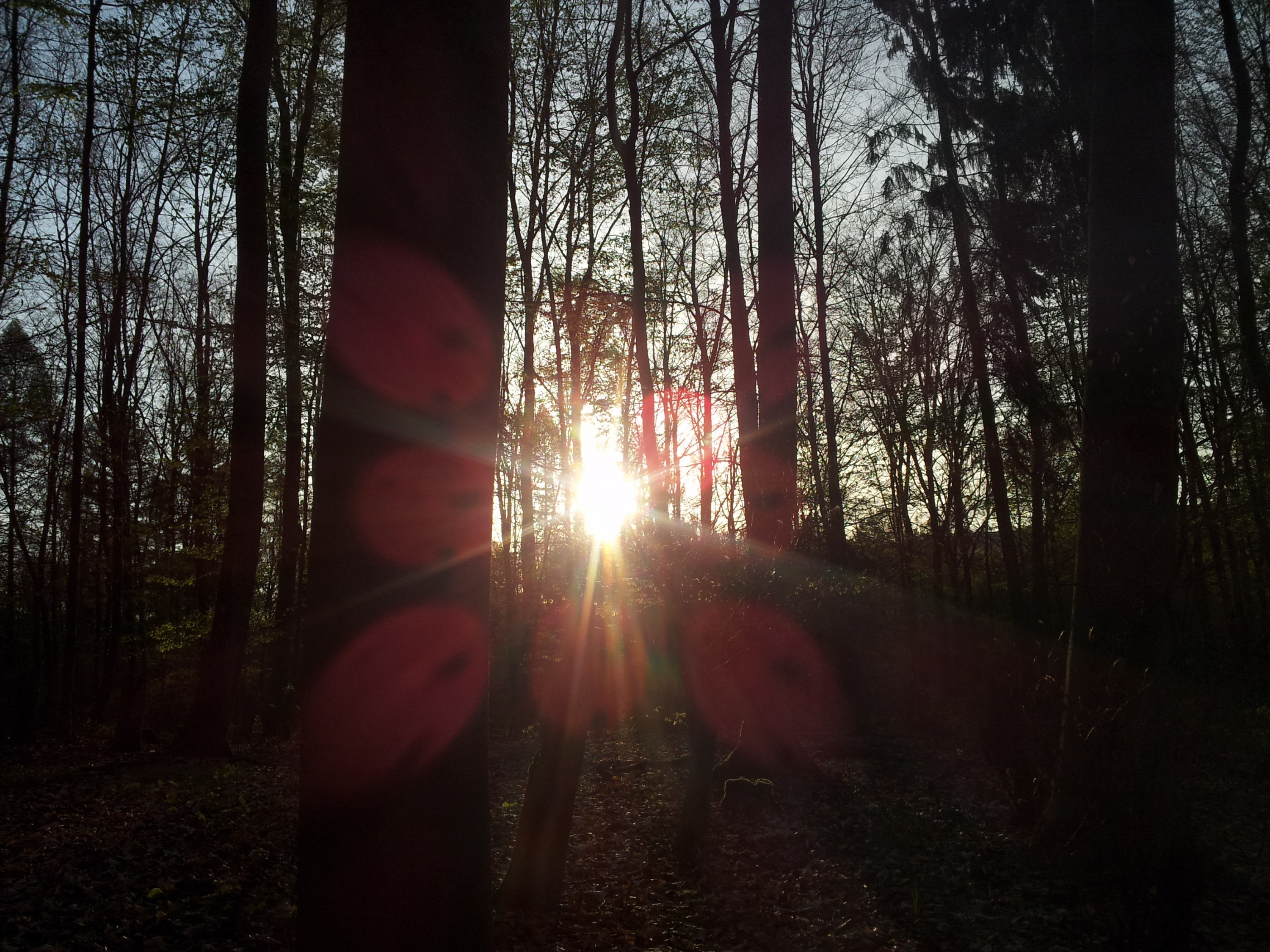 Sonnenaufgang im Wald