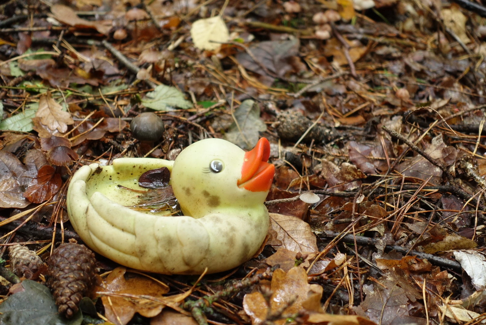 Ente im Wald