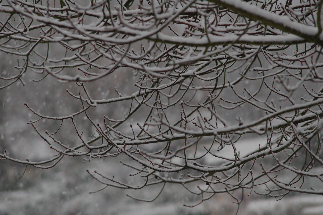 Snee