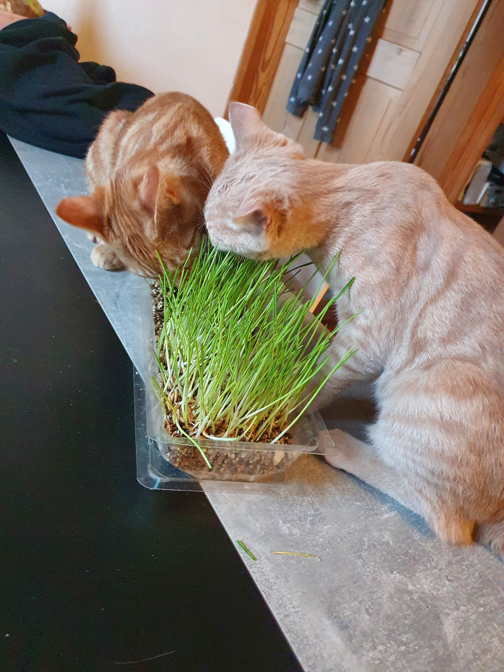 Katzengras 2