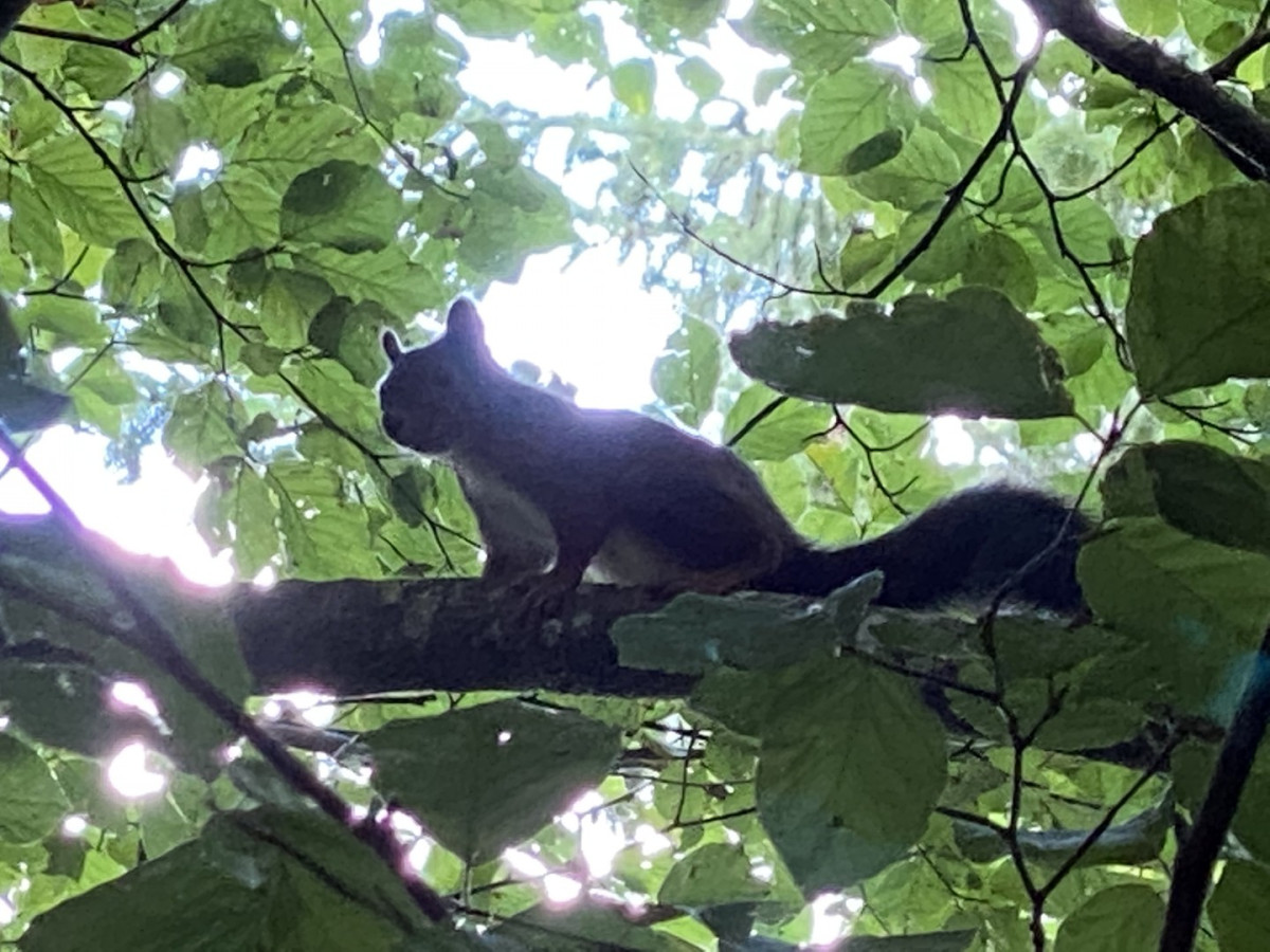Schweizer Eichhörnchen im Geäst