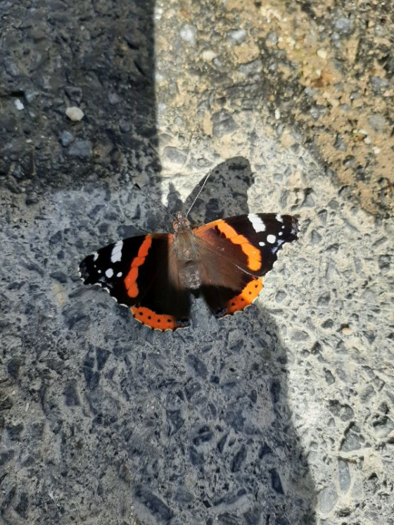 Einfach mal ein Schmetterling
