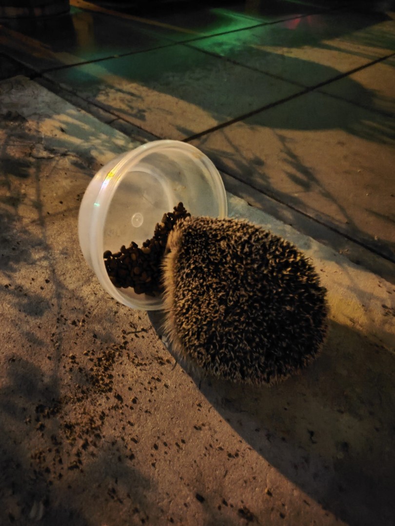 Igel hat die Katzenfutterschüssel gefunden