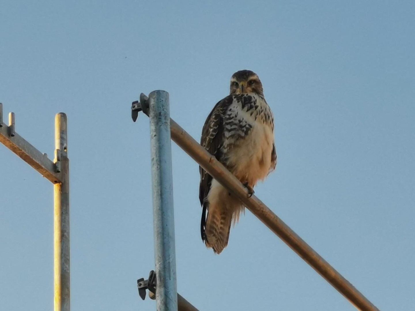 Mäusebussard überwacht Baustelle