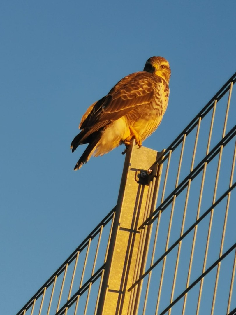 Mäusebussard überwacht Fußballplatz