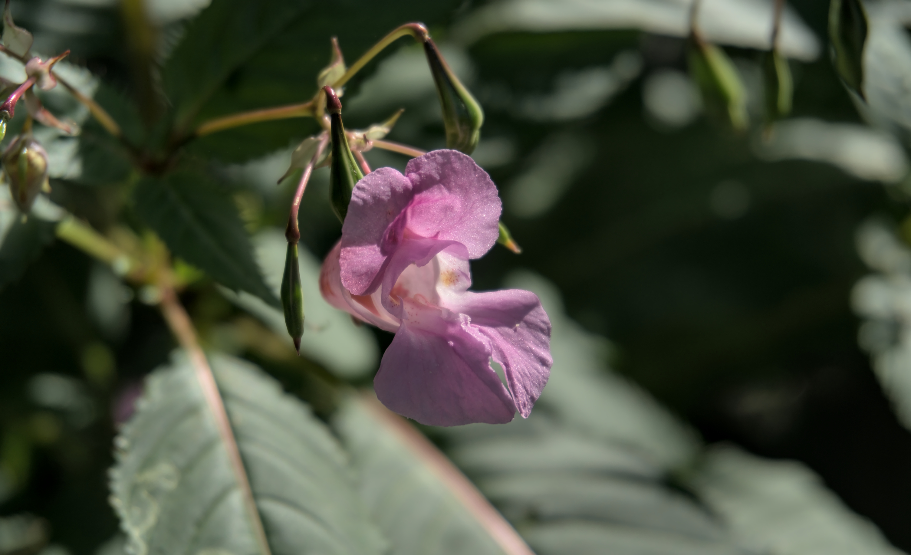 Ausflug zum Verler See - Teil 3 "Blüte"