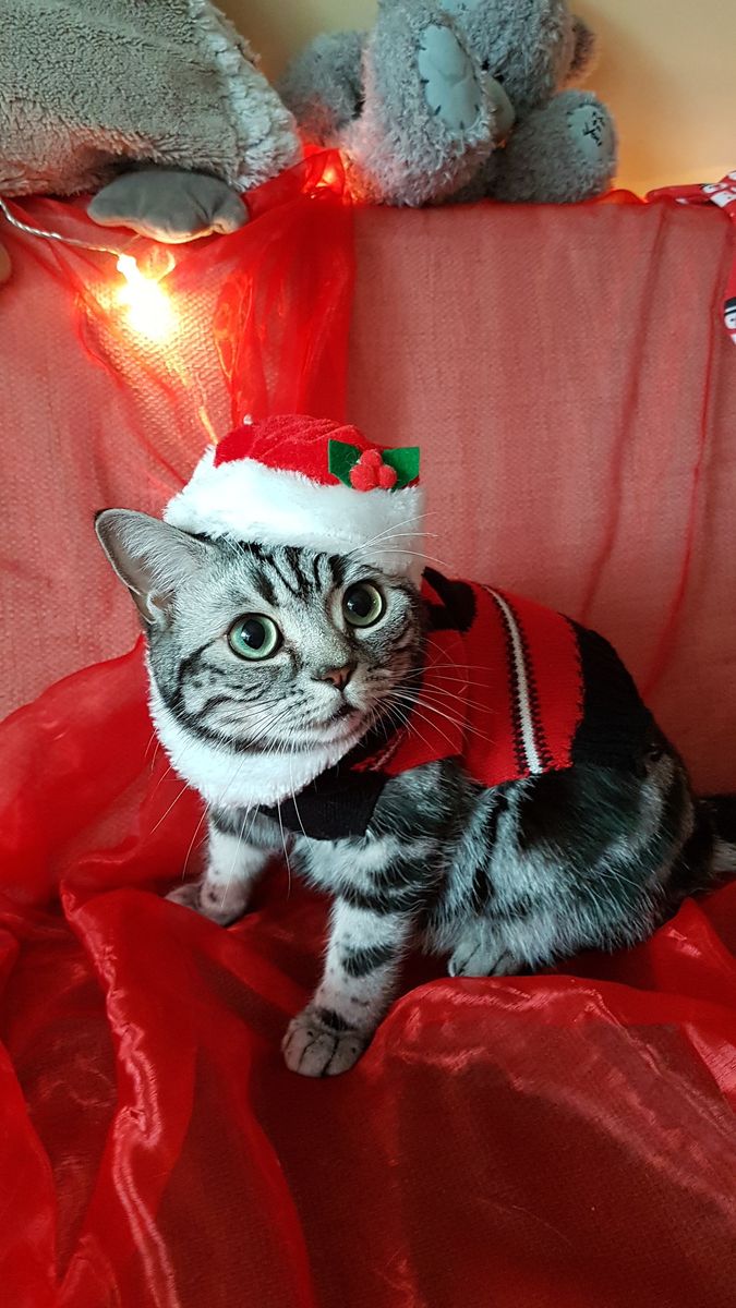 Asmodean "Santa Cat"