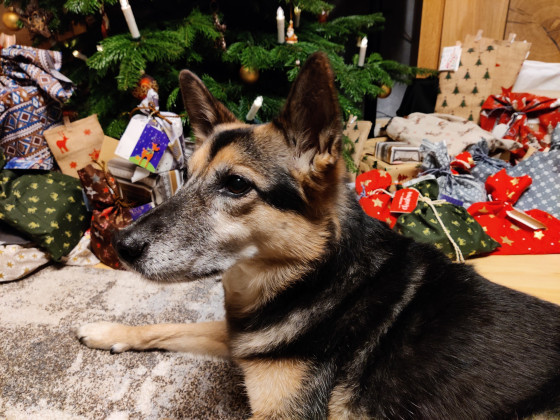 Wachhund beschützt die Geschenke