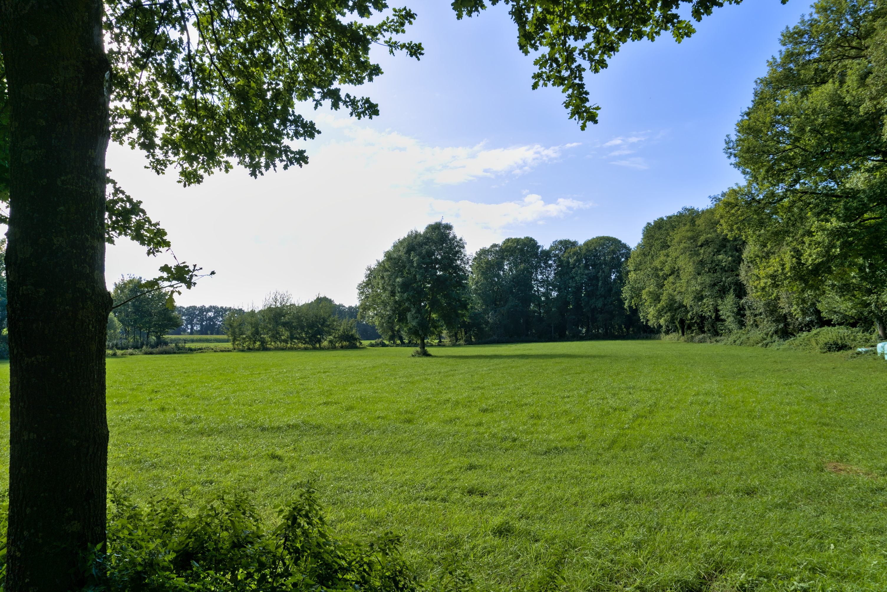 Ausflug zum Verler See - Teil 5 "Wiese mit Baum"