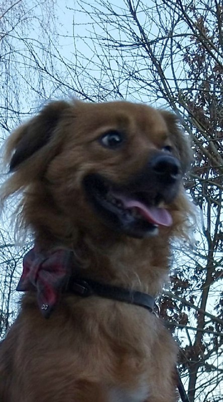 Depperter Hundeblick