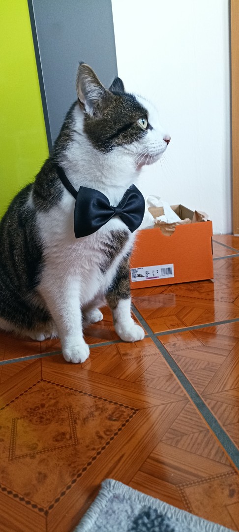 Business Cats!