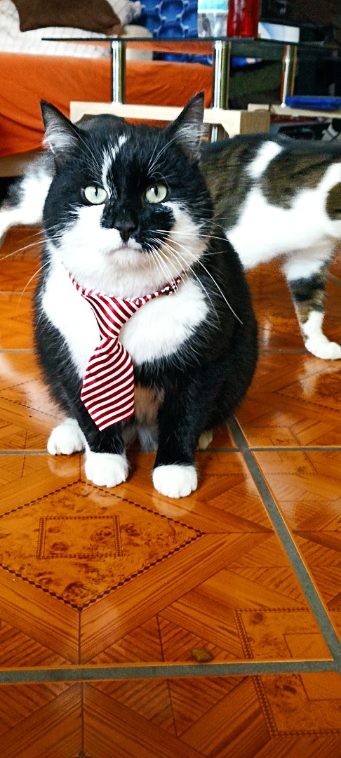 Business Cats!