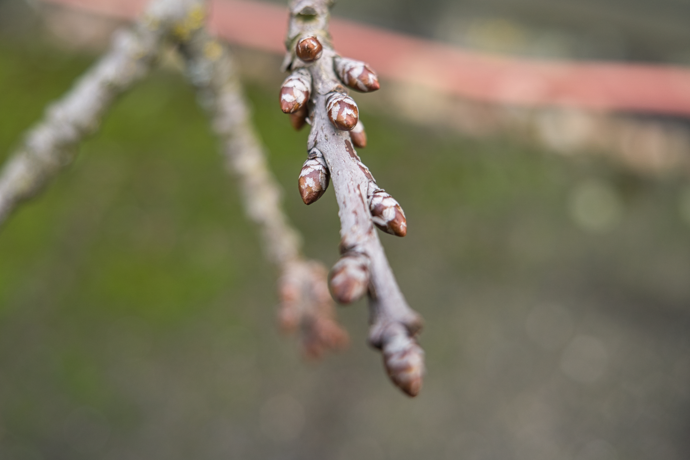 Kirschbaum-Knospen