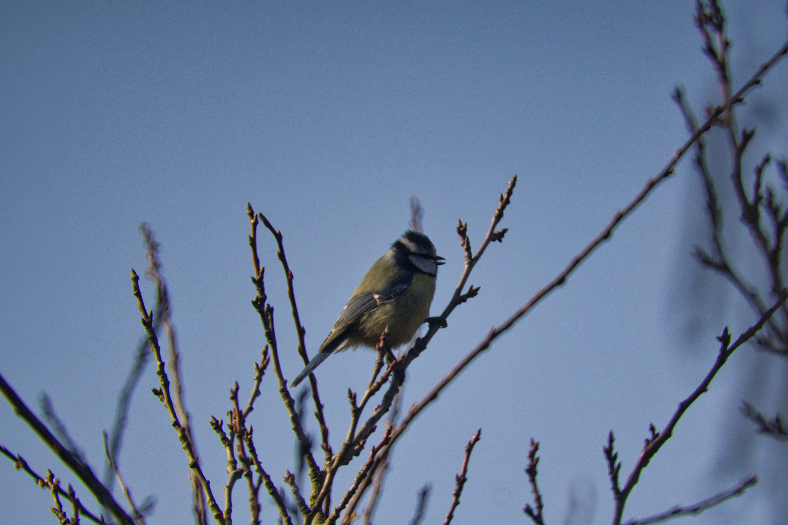 Eine Blaumeise