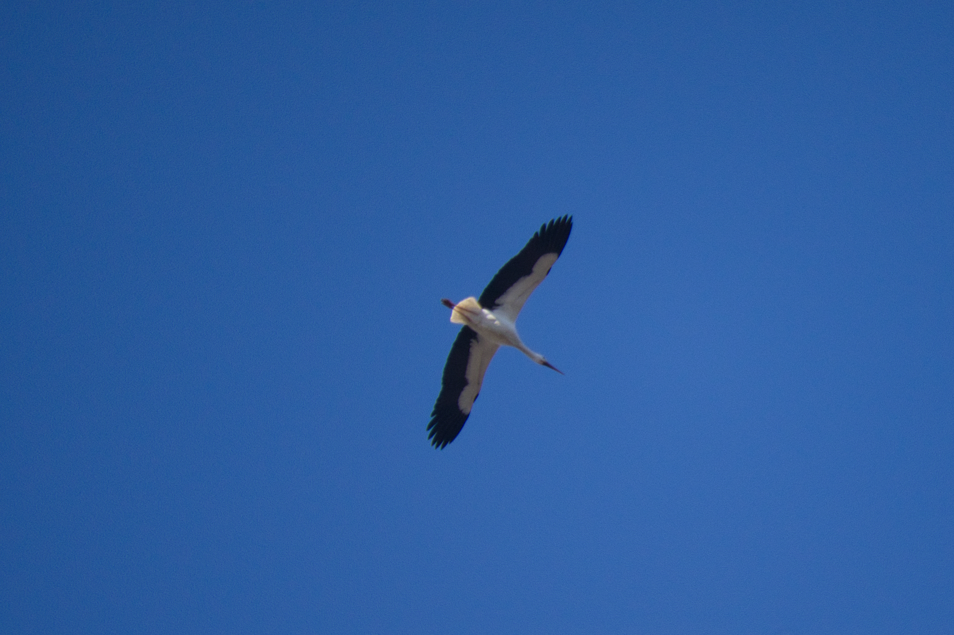 Ein Weißstorch