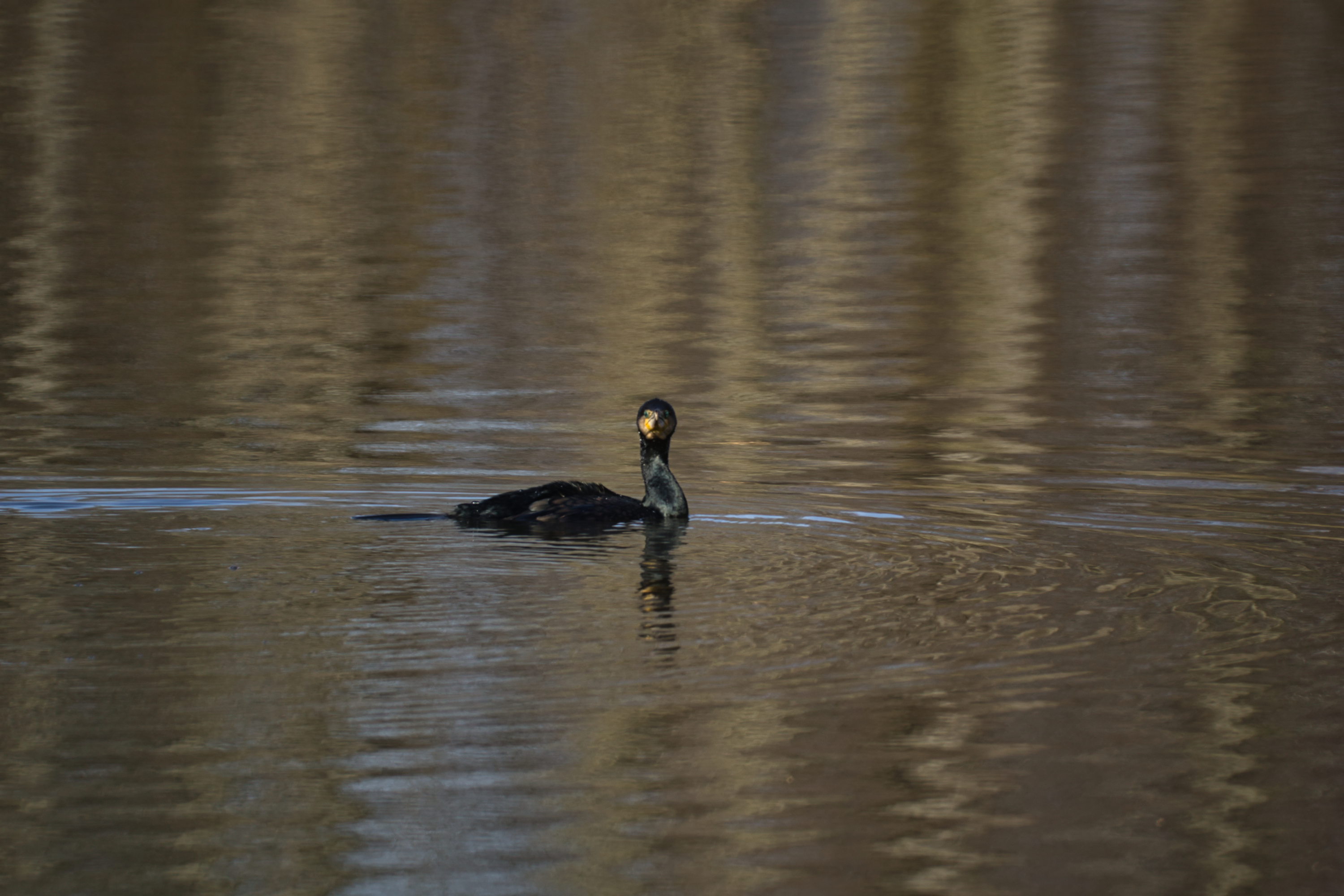 Ein Kormoran