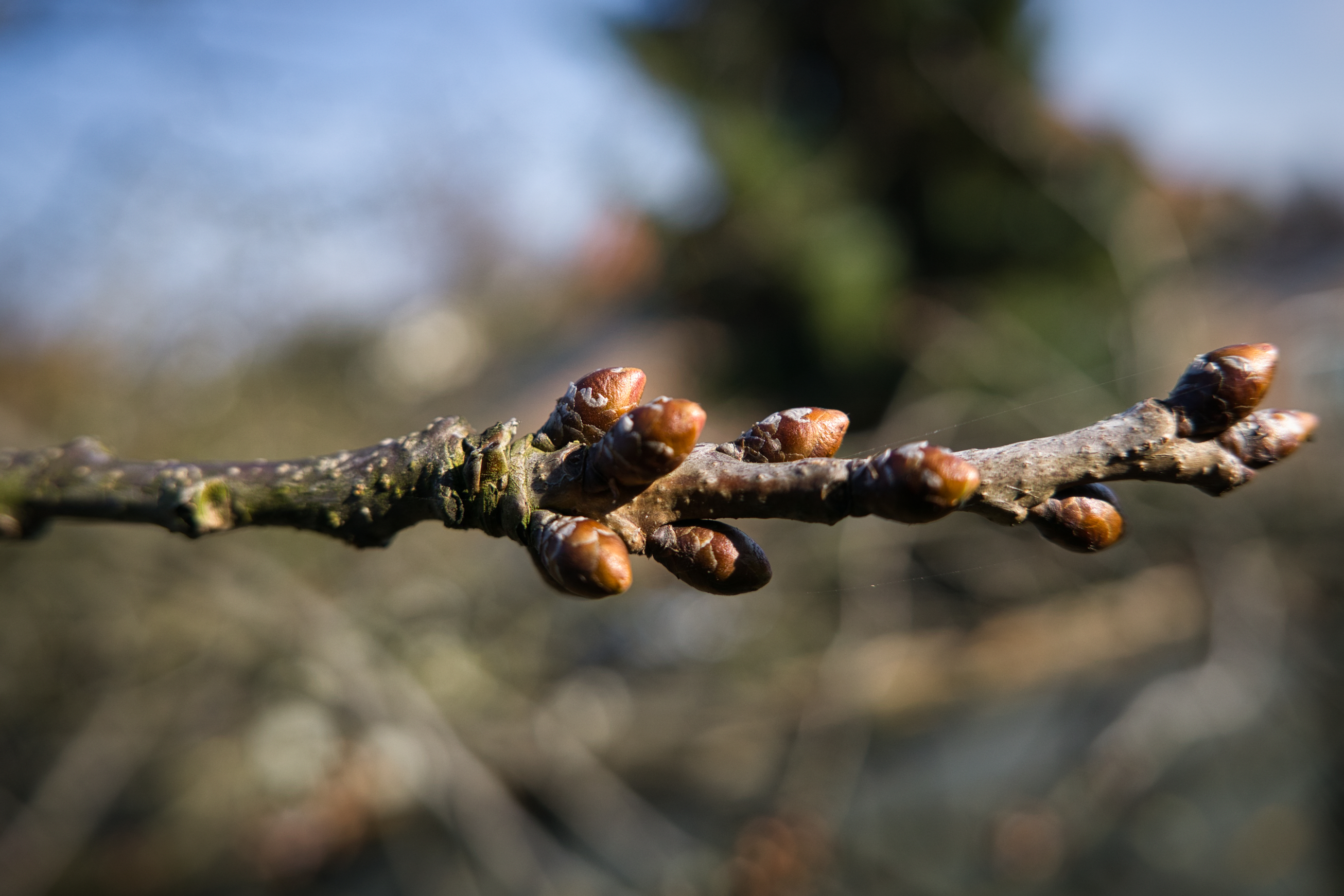 Kirschbaum-Knospen - Teil 2