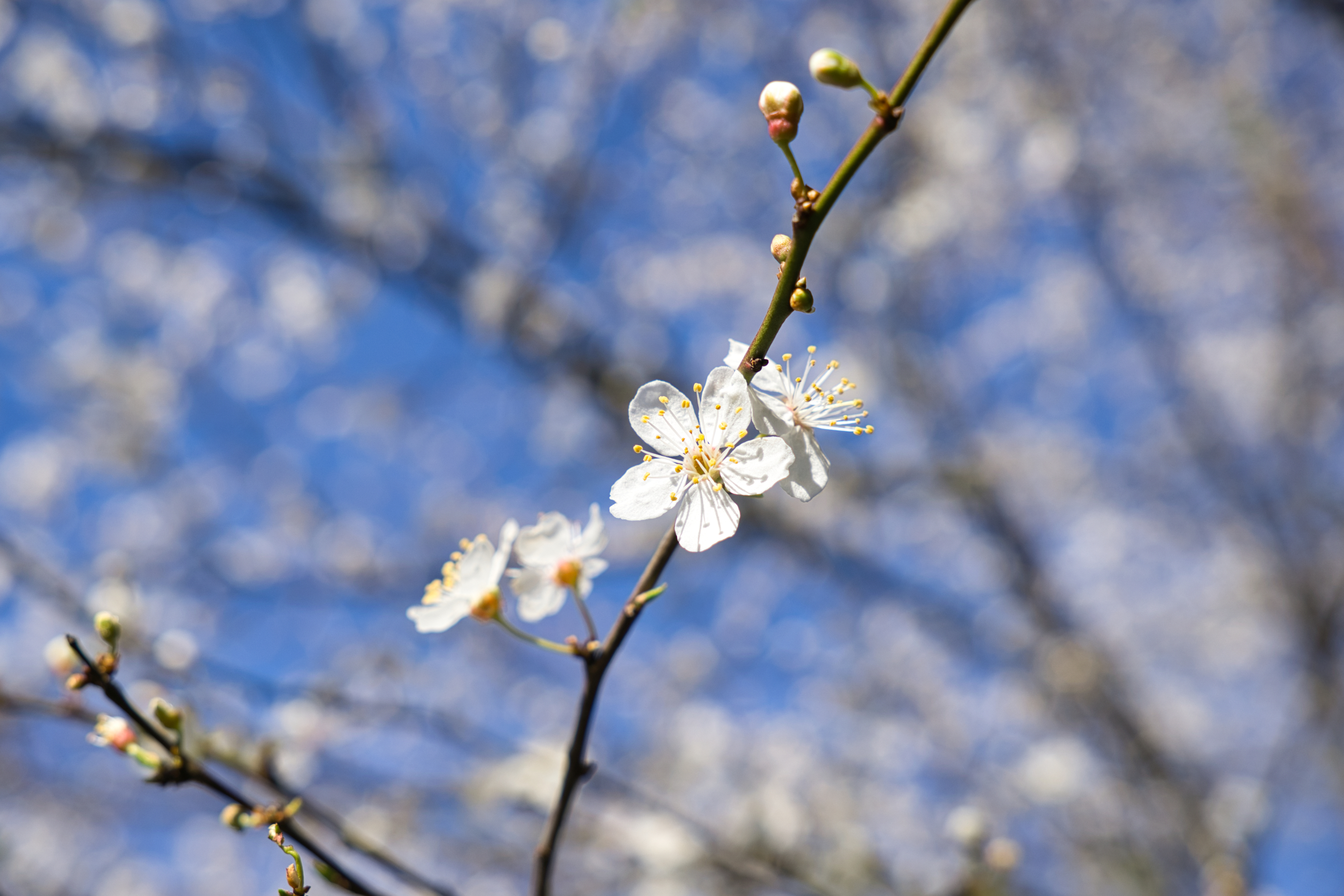 Pflaumenblüten