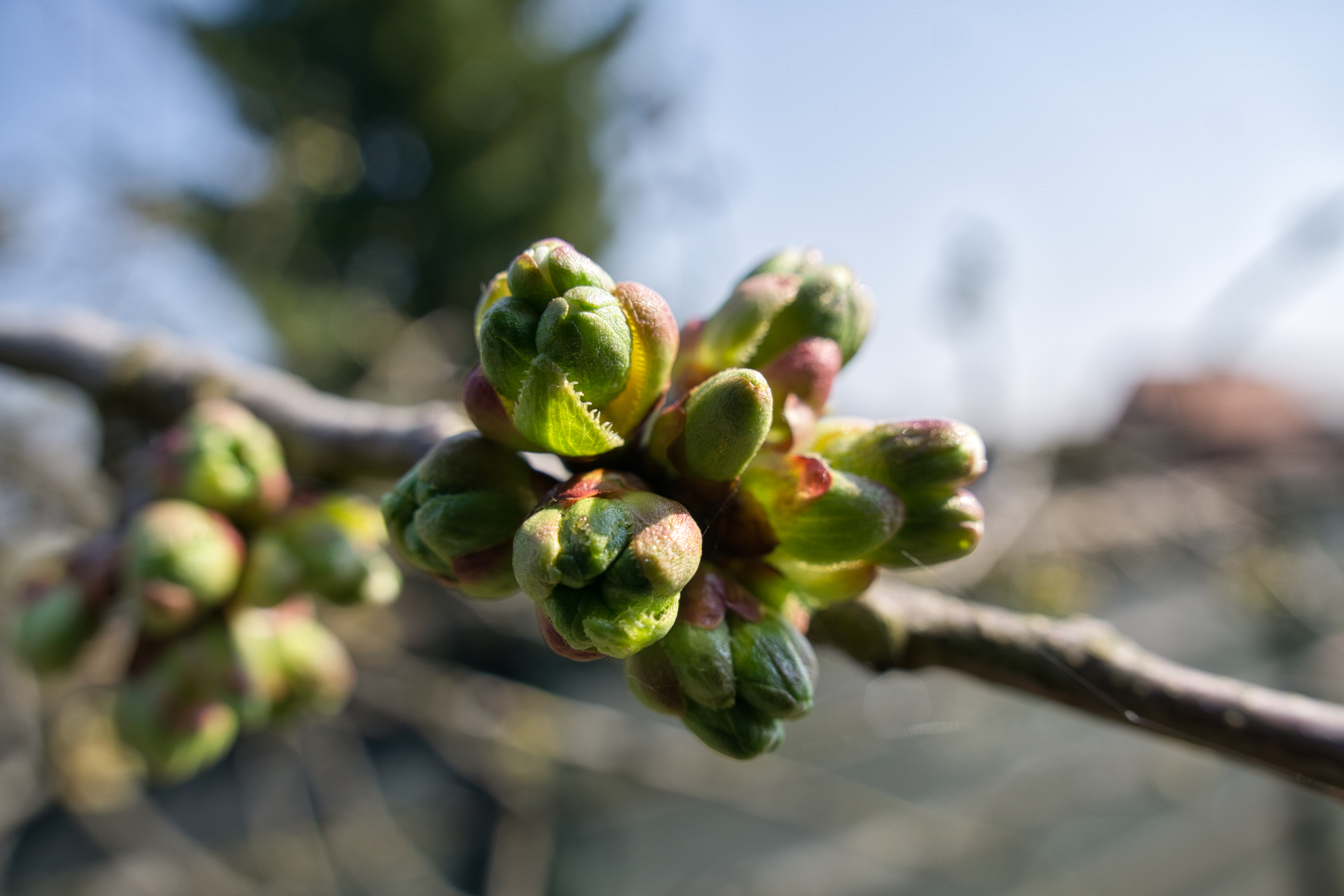 Kirschblüten - Teil 1: Es geht los