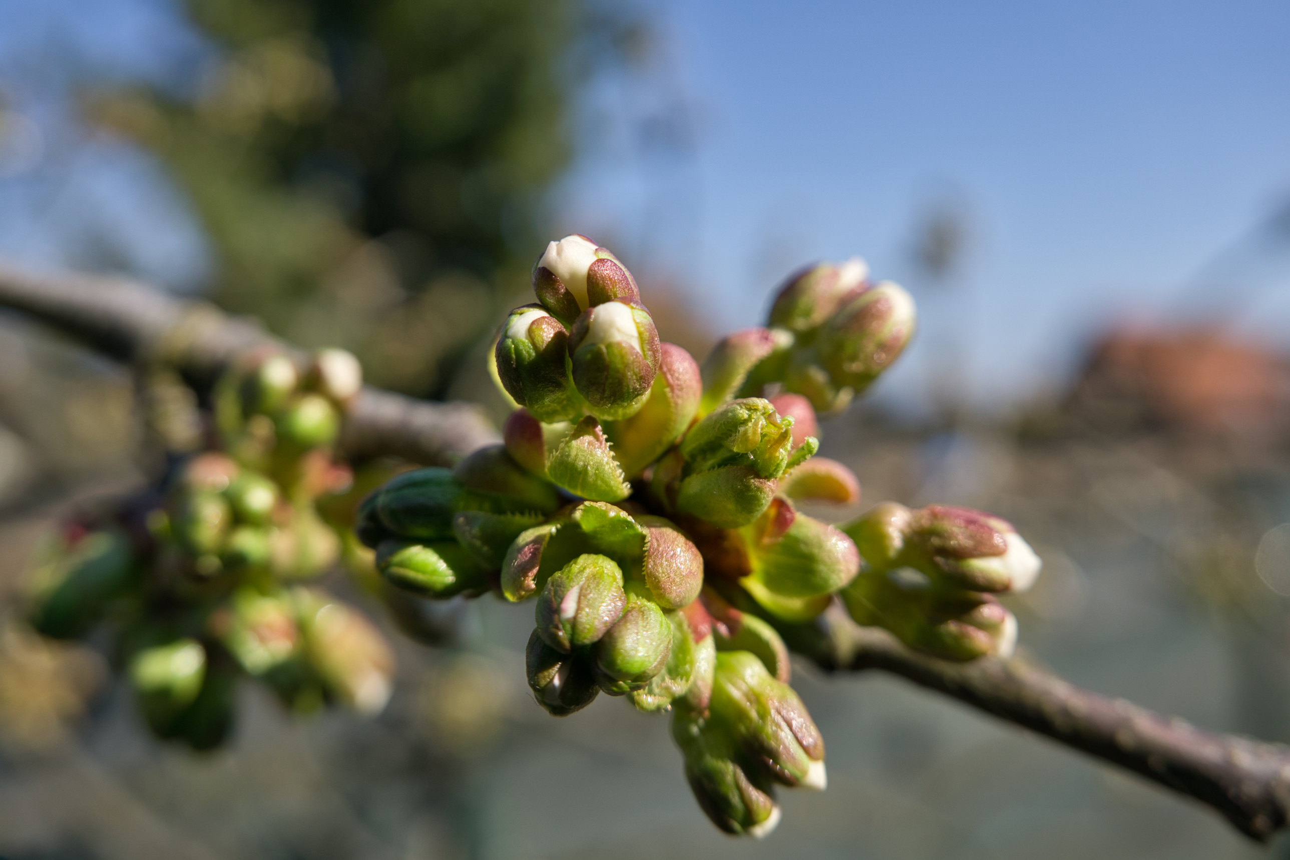 Kirschblüten - Teil 2: Es geht weiter