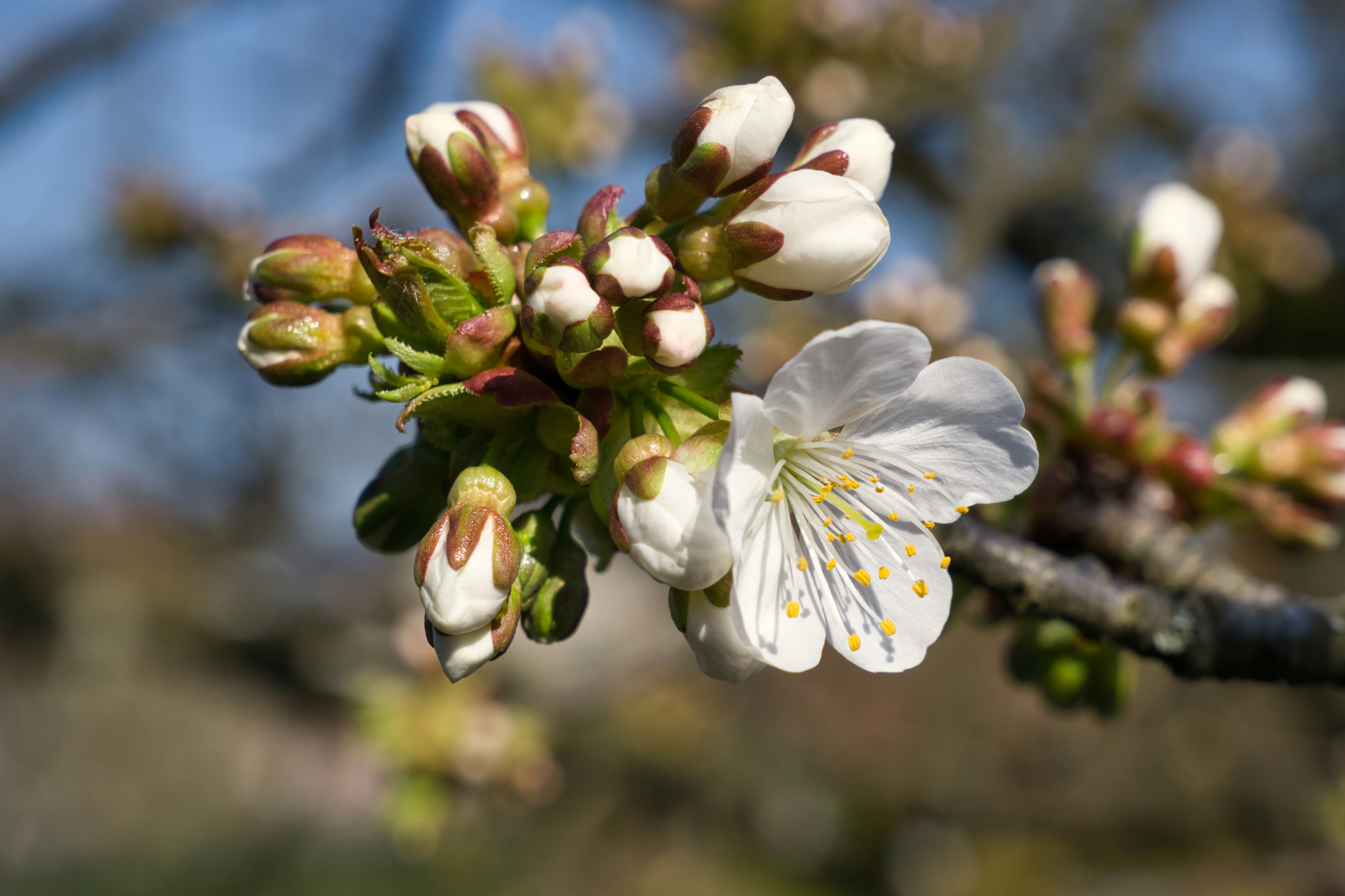 Kirschblüten - Teil 3: Die erste Blüte