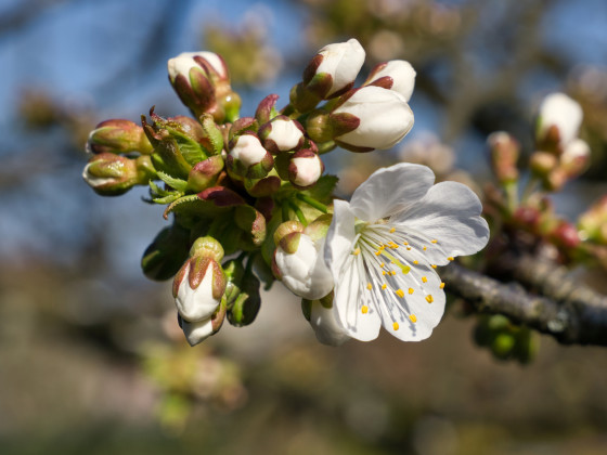 Kirschblüten - Teil 3: Die erste Blüte