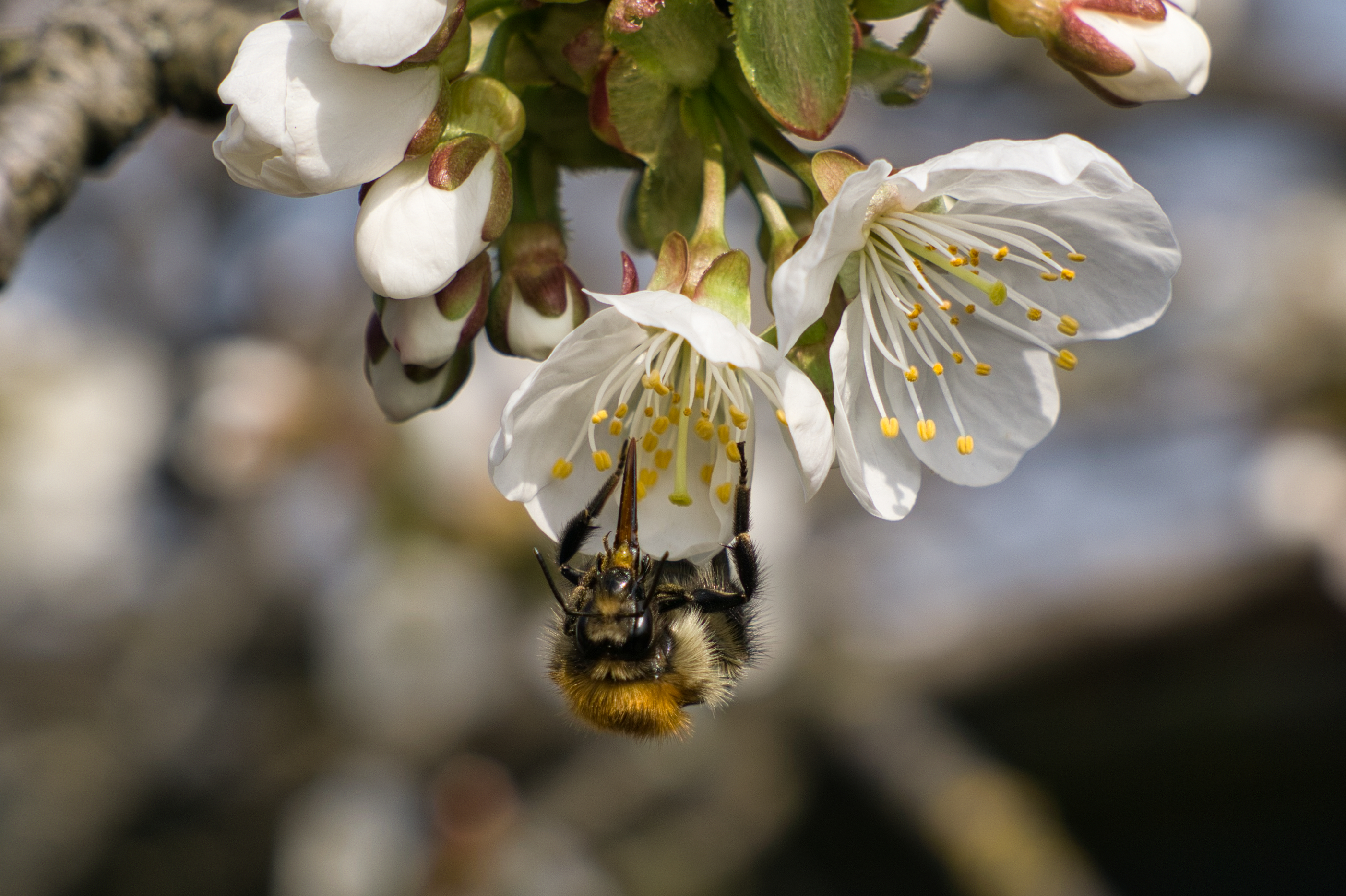 Eine Hummel