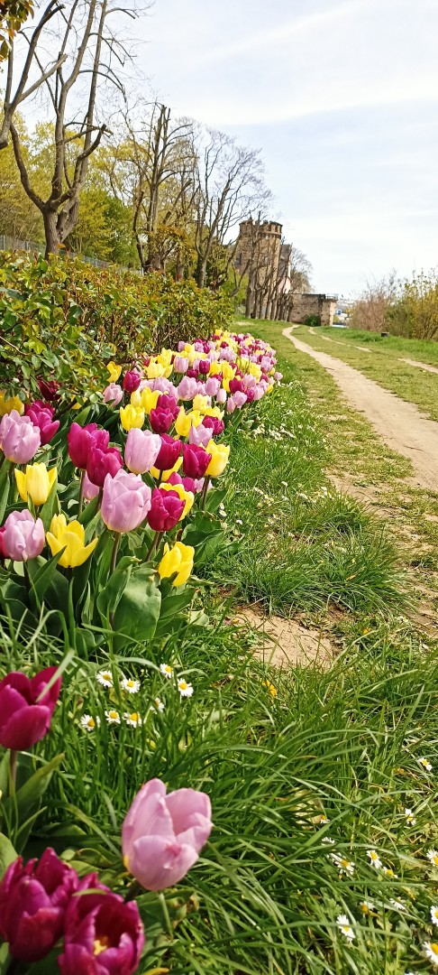 Spaziergang am Rhein