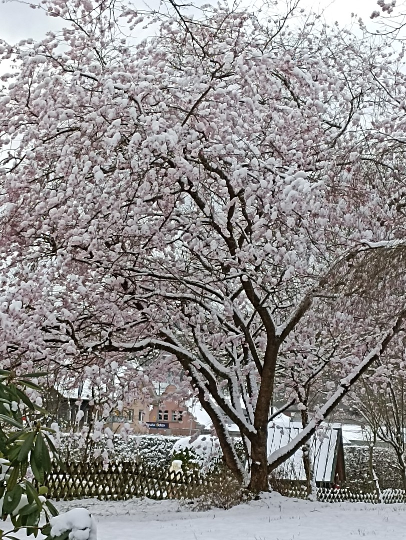 Kirschblüten im Schnee