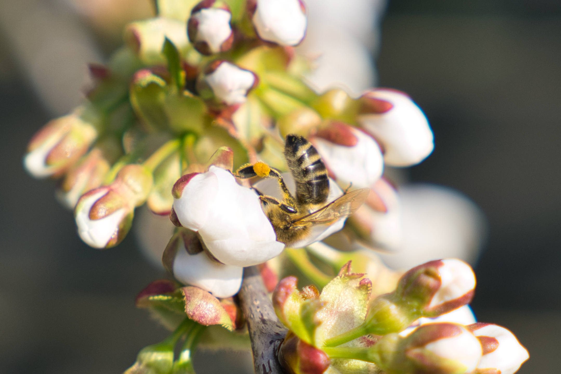 Noch mehr Bienen!