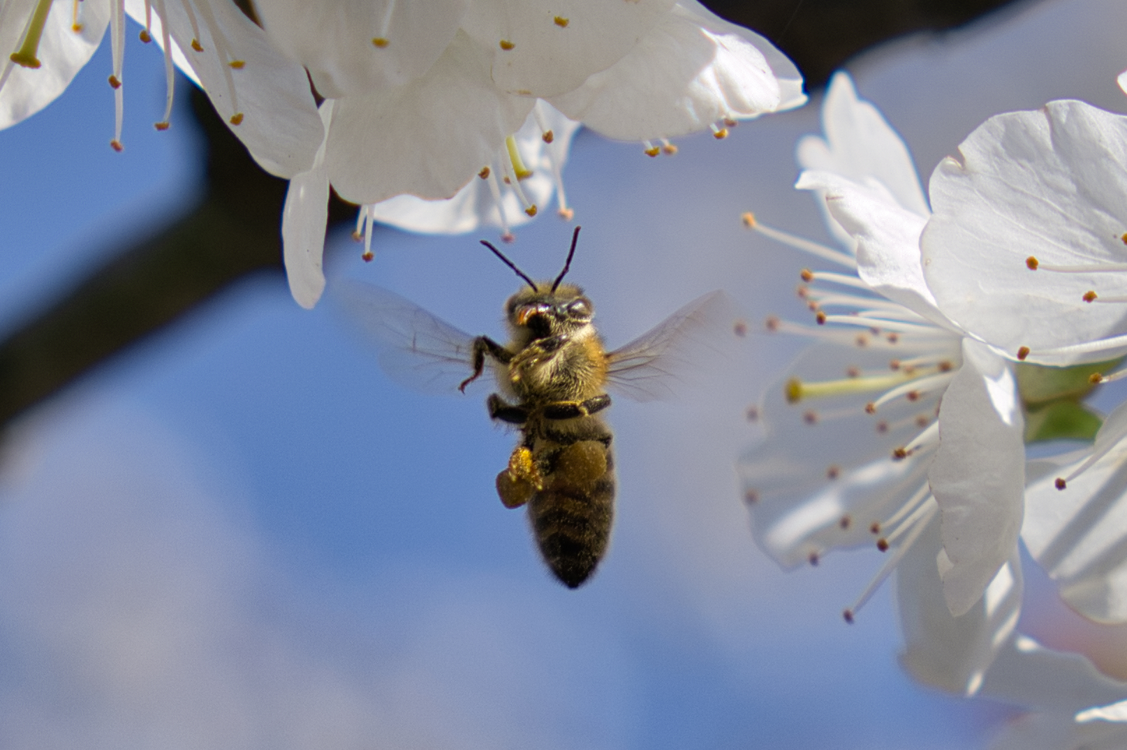 Noch mehr Bienen...