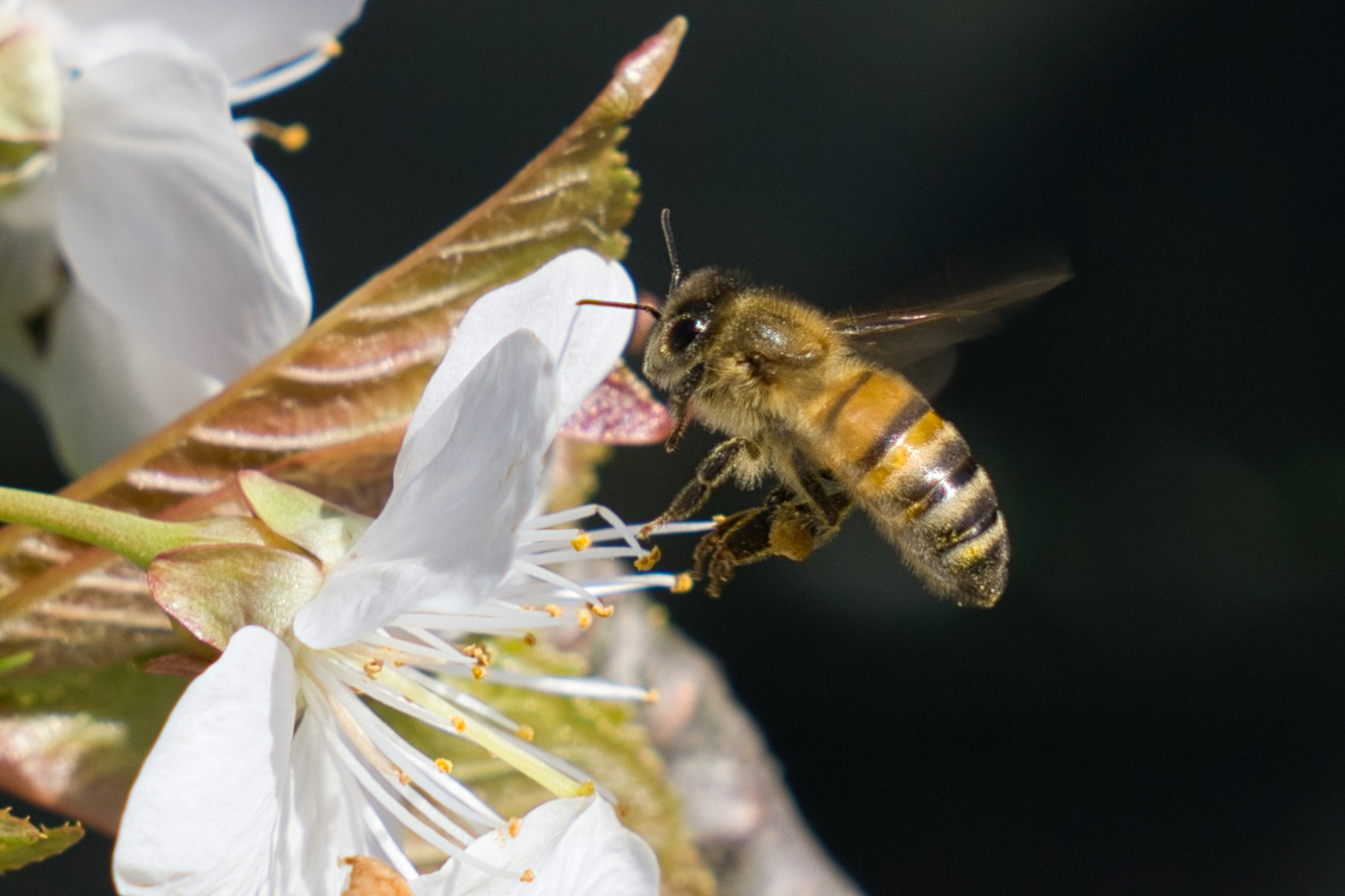 Es kann nicht genug Bienen geben!