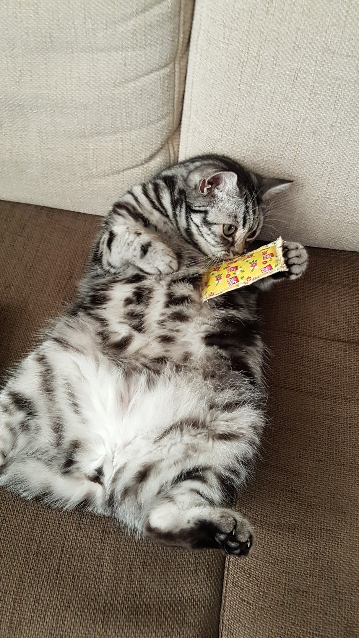 Catnip Lover