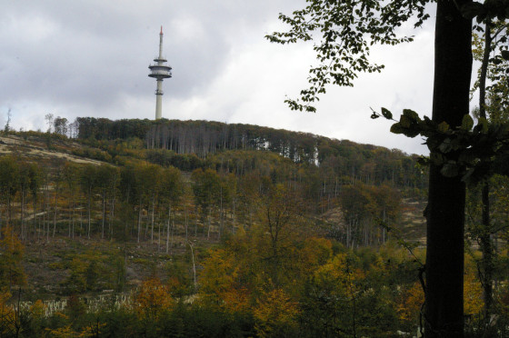 Bergeswald