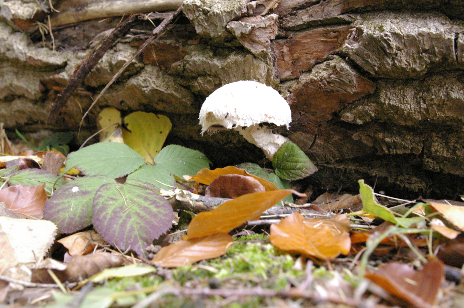 Pilz im Wald