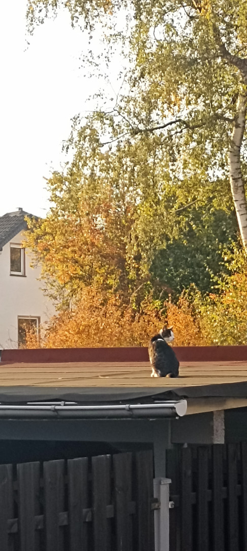 Mehr Cat-Content mit meiner Kartoffelkamera!