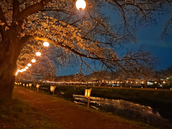 Kirschblütenbäume am Fluss mit Illumination (3/4)