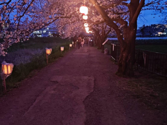 Kirschblütenbäume am Fluss mit Illumination (1/4)