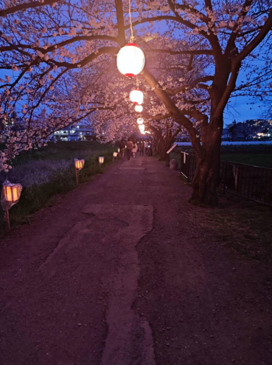Kirschblütenbäume am Fluss mit Illumination (1/4)