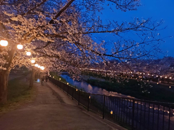 Kirschblütenbäume am Fluss mit Illumination (2/4)